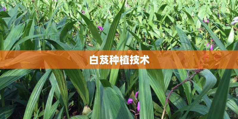 白芨种植技术 白芨种植技术