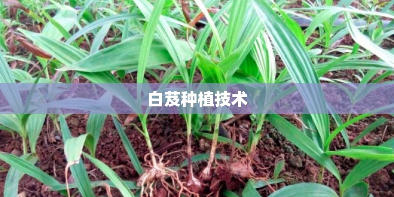 白芨种植技术 白芨种植技术