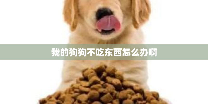 我的狗狗不吃东西怎么办啊 我的狗狗不吃东西怎么办啊