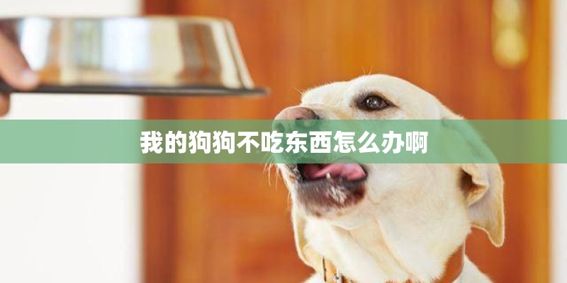 我的狗狗不吃东西怎么办啊 我的狗狗不吃东西怎么办啊