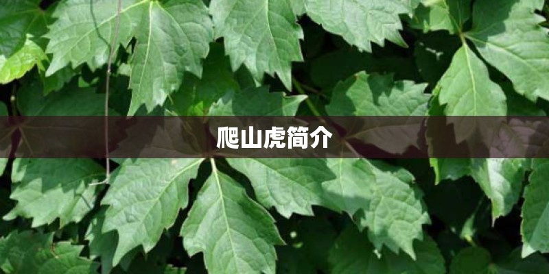 爬山虎简介 爬山虎简介