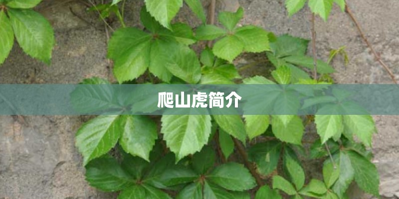 爬山虎简介 爬山虎简介