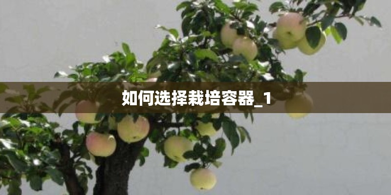 如何选择栽培容器_1