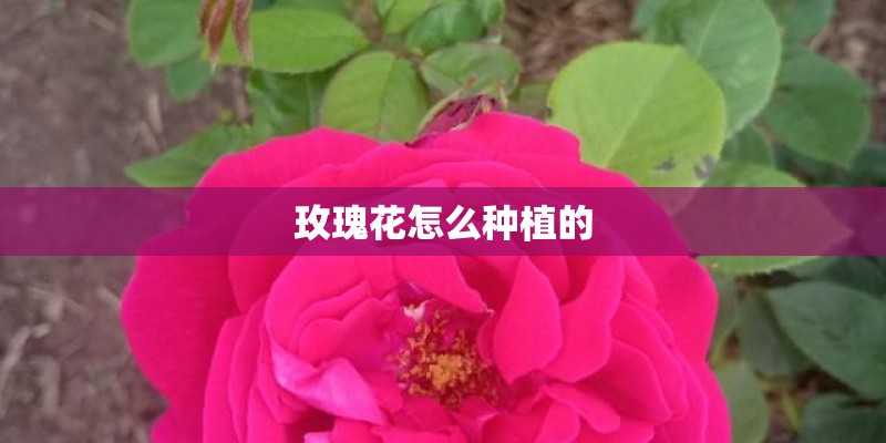 玫瑰花怎么种植的