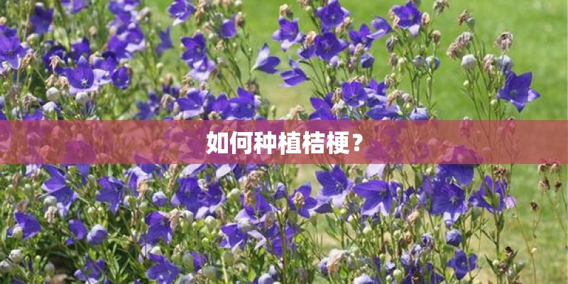如何种植桔梗? 如何种植桔梗?