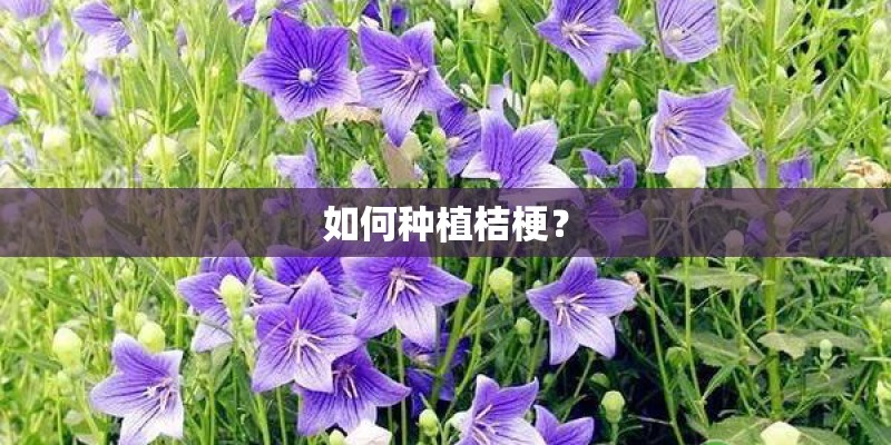 如何种植桔梗? 如何种植桔梗?
