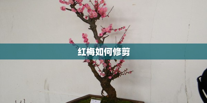 红梅如何修剪