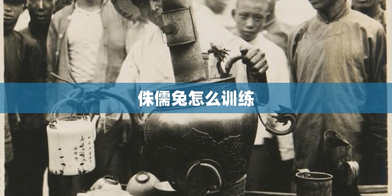 侏儒兔怎么训练 侏儒兔怎么训练
