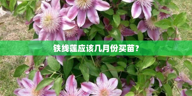 铁线莲应该几月份买苗？