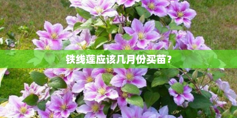 铁线莲应该几月份买苗？