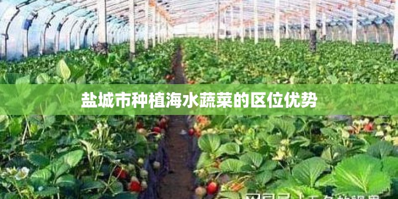 盐城市种植海水蔬菜的区位优势