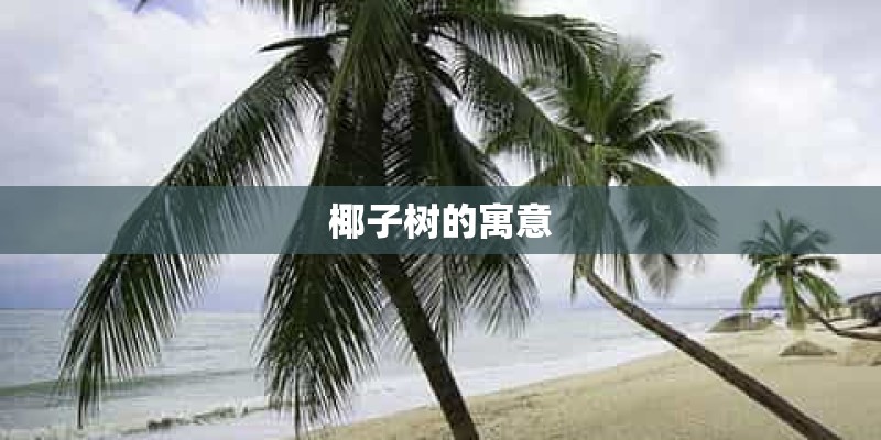 椰子树的寓意 椰子树的寓意