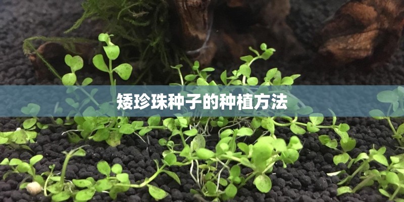 矮珍珠种子的种植方法