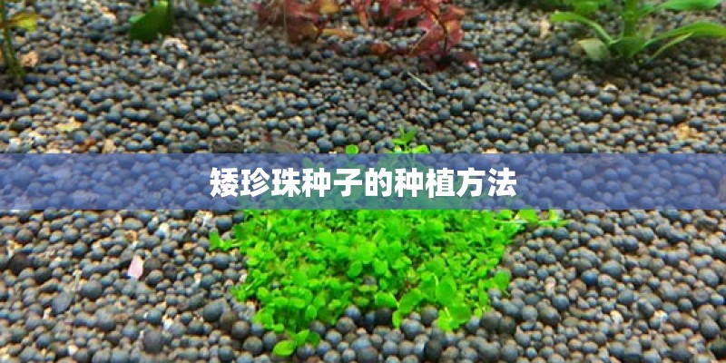 矮珍珠种子的种植方法