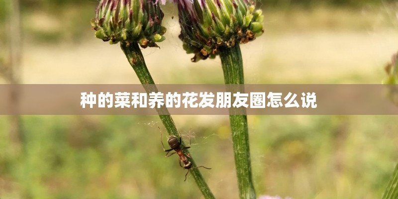 种的菜和养的花发朋友圈怎么说 种的菜和养的花发朋友圈怎么说