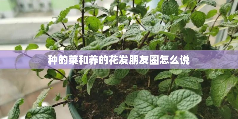种的菜和养的花发朋友圈怎么说 种的菜和养的花发朋友圈怎么说