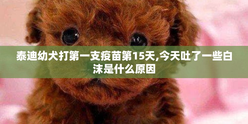 泰迪幼犬打第一支疫苗第15天,今天吐了一些白沫是什么原因