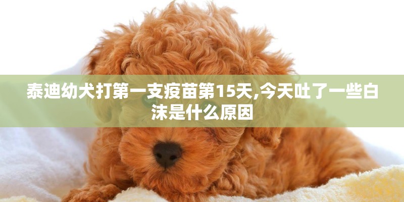 泰迪幼犬打第一支疫苗第15天,今天吐了一些白沫是什么原因