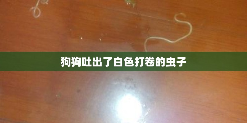 狗狗吐出了白色打卷的虫子