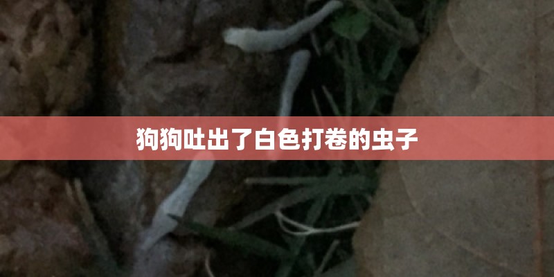 狗狗吐出了白色打卷的虫子
