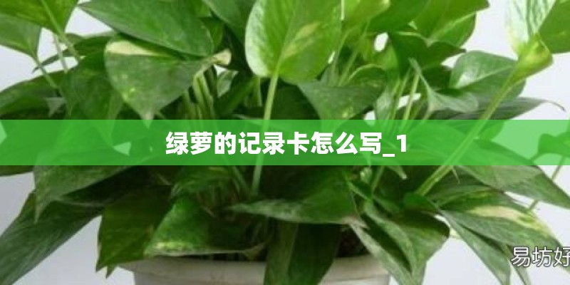 绿萝的记录卡怎么写_1