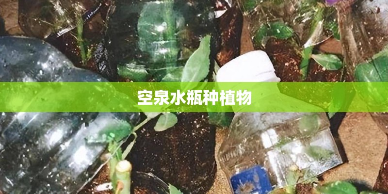 空泉水瓶种植物