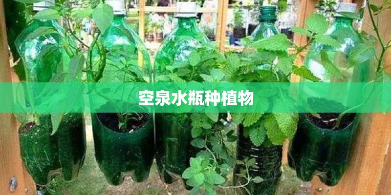 空泉水瓶种植物