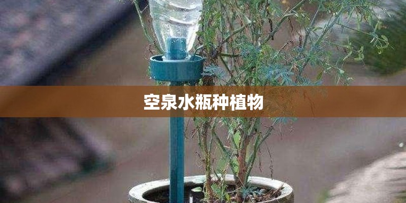 空泉水瓶种植物