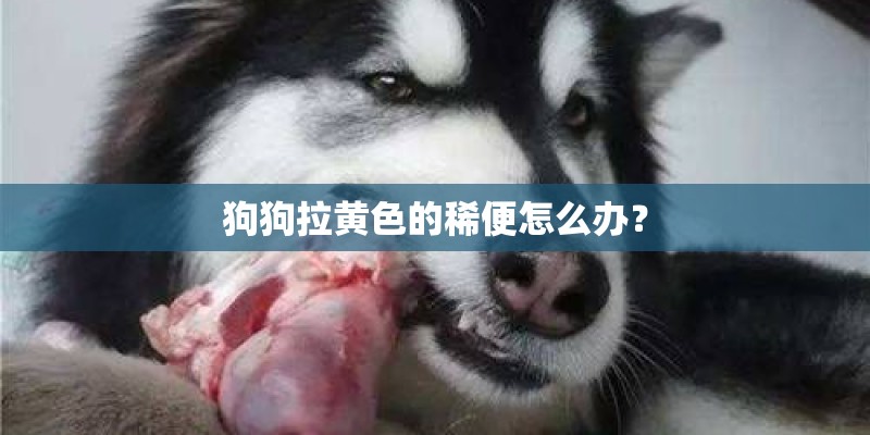狗狗拉黄色的稀便怎么办？