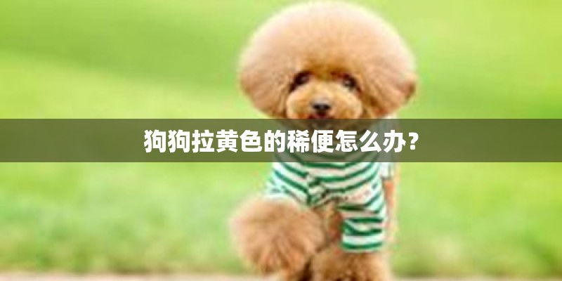 狗狗拉黄色的稀便怎么办？