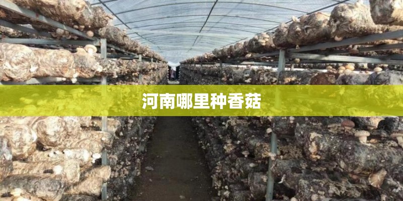 河南哪里种香菇