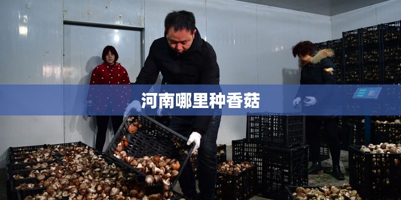 河南哪里种香菇