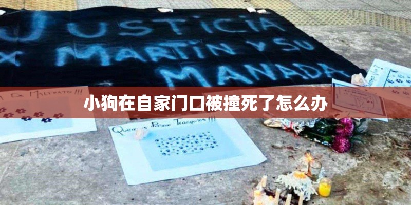 小狗在自家门口被撞死了怎么办