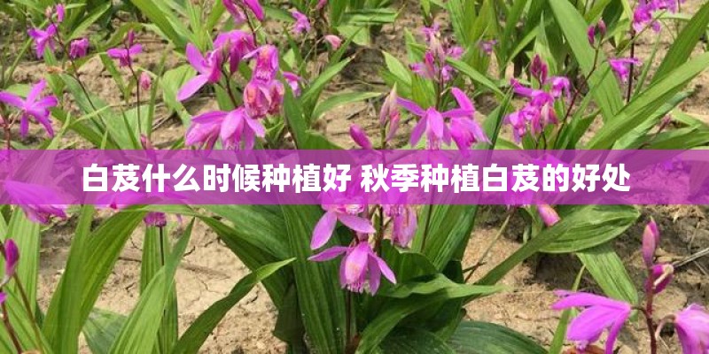 白芨什么时候种植好 秋季种植白芨的好处