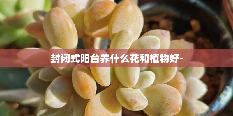 封闭式阳台养什么花和植物好- 封闭式阳台养什么花和植物好-