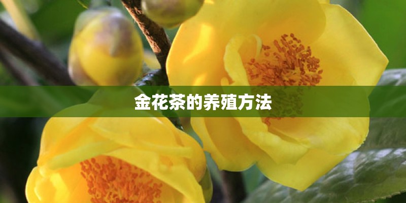 金花茶的养殖方法 金花茶的养殖方法