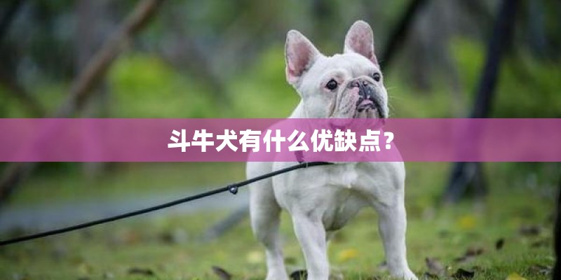 斗牛犬有什么优缺点? 斗牛犬有什么优缺点?