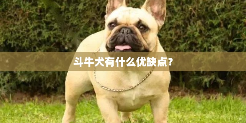 斗牛犬有什么优缺点? 斗牛犬有什么优缺点?