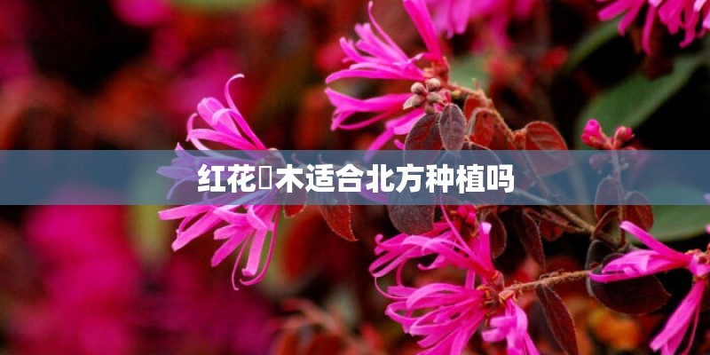 红花檵木适合北方种植吗 红花檵木适合北方种植吗