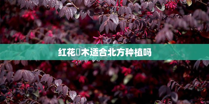 红花檵木适合北方种植吗 红花檵木适合北方种植吗