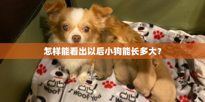 怎样能看出以后小狗能长多大？