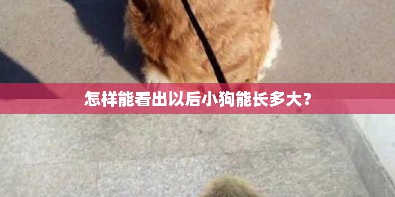 怎样能看出以后小狗能长多大？