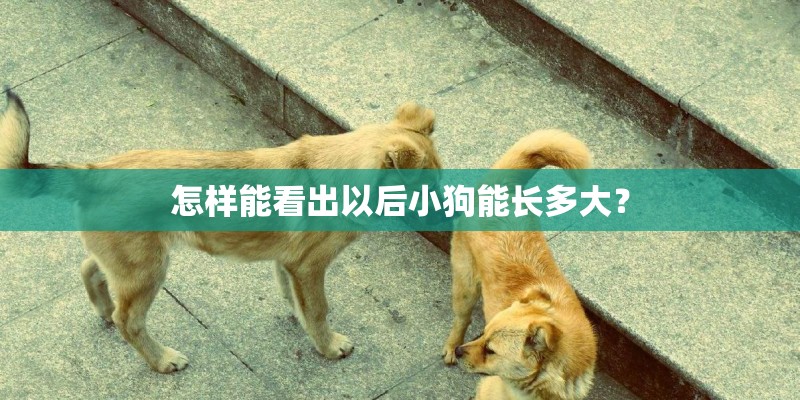 怎样能看出以后小狗能长多大？