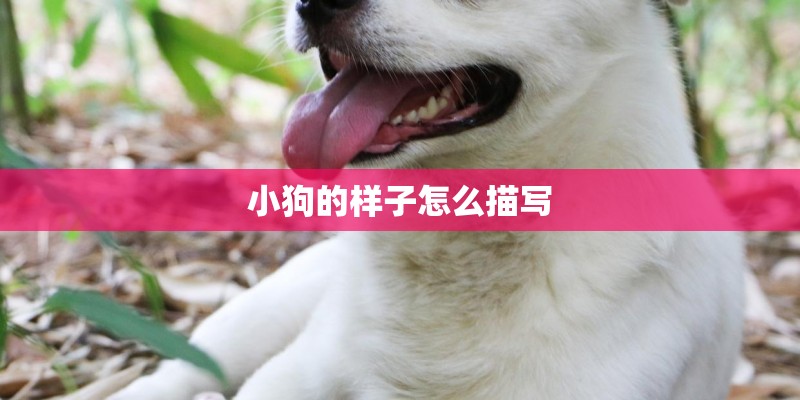 小狗的样子怎么描写