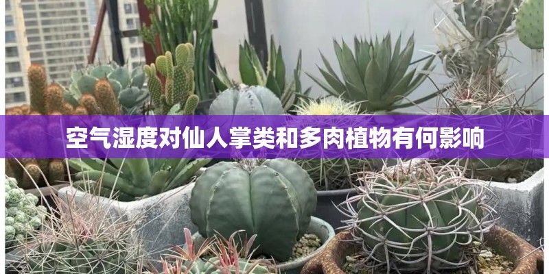 空气湿度对仙人掌类和多肉植物有何影响