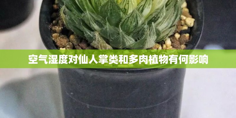 空气湿度对仙人掌类和多肉植物有何影响
