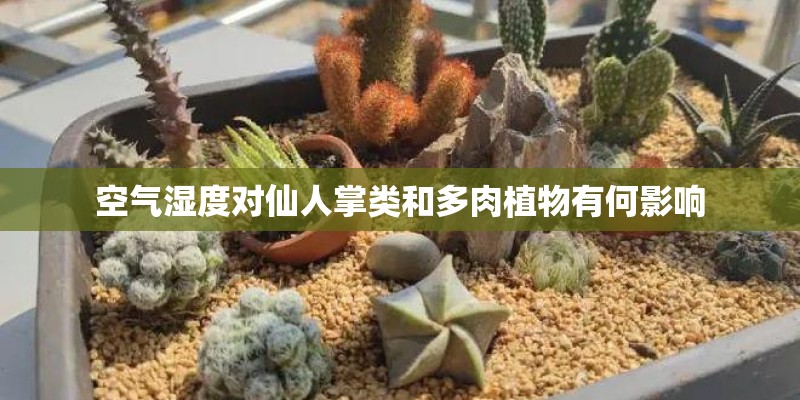 空气湿度对仙人掌类和多肉植物有何影响