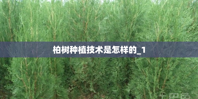 柏树种植技术是怎样的_1