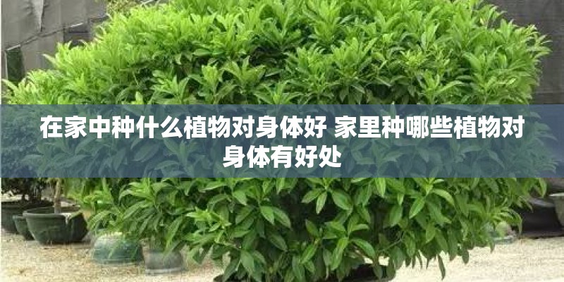 在家中种什么植物对身体好 家里种哪些植物对身体有好处 在家中种什么植物对身体好 家里种哪些植物对身体有好处
