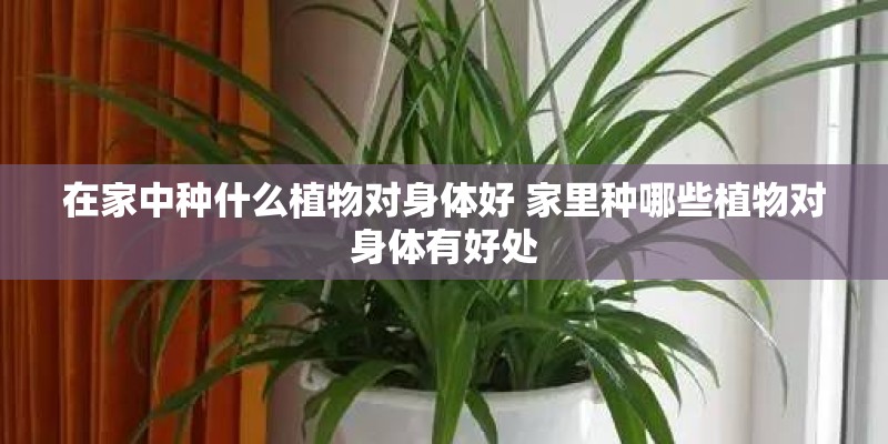 在家中种什么植物对身体好 家里种哪些植物对身体有好处 在家中种什么植物对身体好 家里种哪些植物对身体有好处